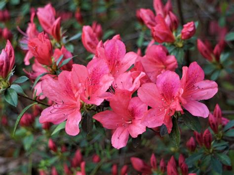 azala info|what do azaleas look like.